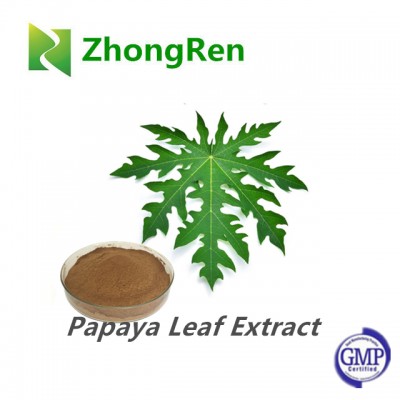 GMP Manufacture Natural Papaya Leaf Extract