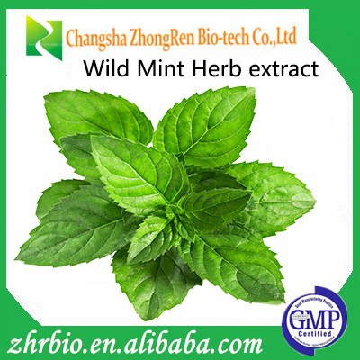 Wild Mint Herb Extract Powder 5:1