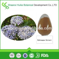 Natural Hydrangea Root Extract Powder in Bulk