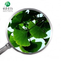 High Quality 100% natural USP 30 38 ginkgo extract powder 24/6 Gingko biloba Extract